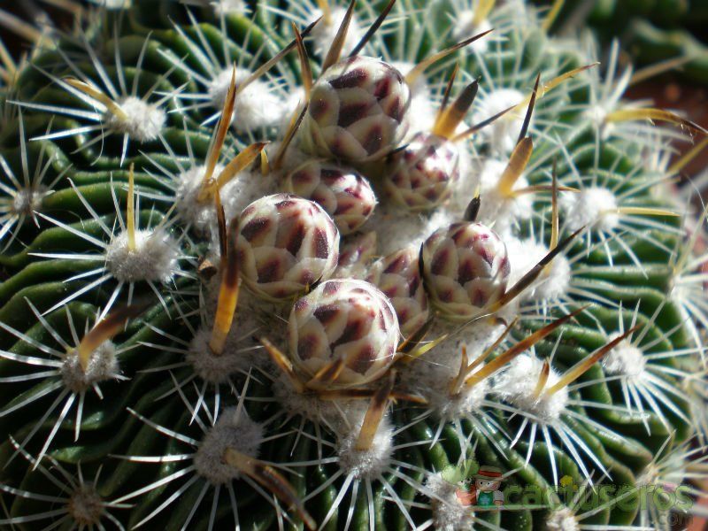 Una foto de Stenocactus crispatus
