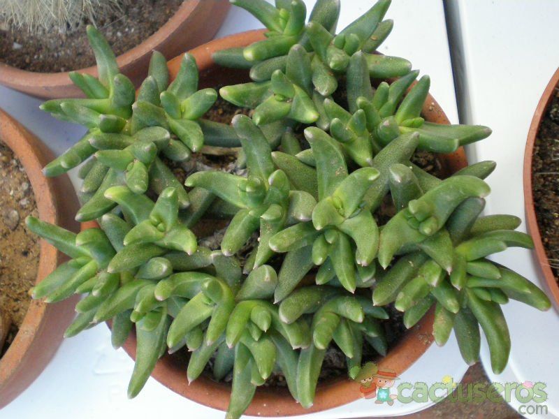 A photo of Bergeranthus vespertinus