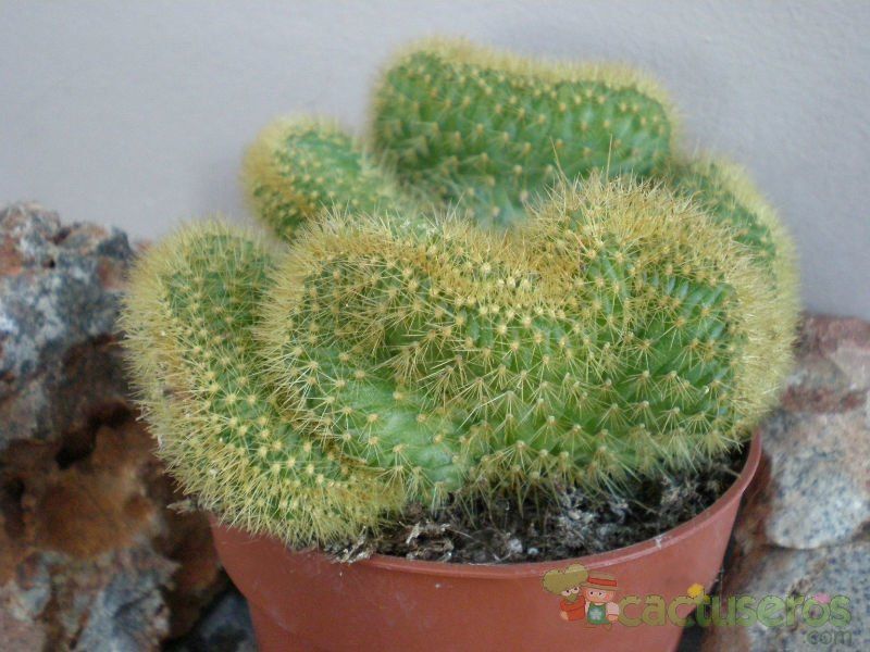 Una foto de Cleistocactus winteri f. crestada