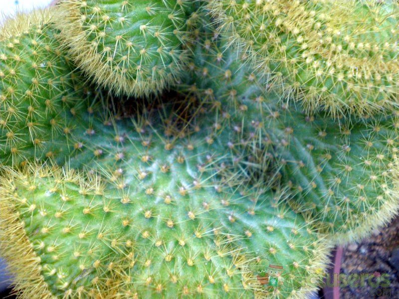 Una foto de Cleistocactus winteri f. crestada