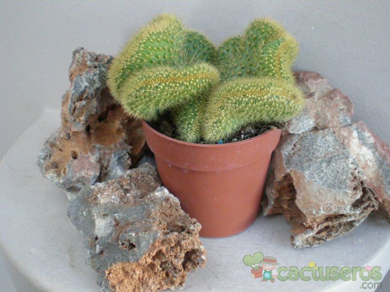 Una foto de Cleistocactus winteri f. crestada