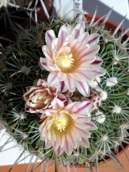 Una foto de Stenocactus crispatus