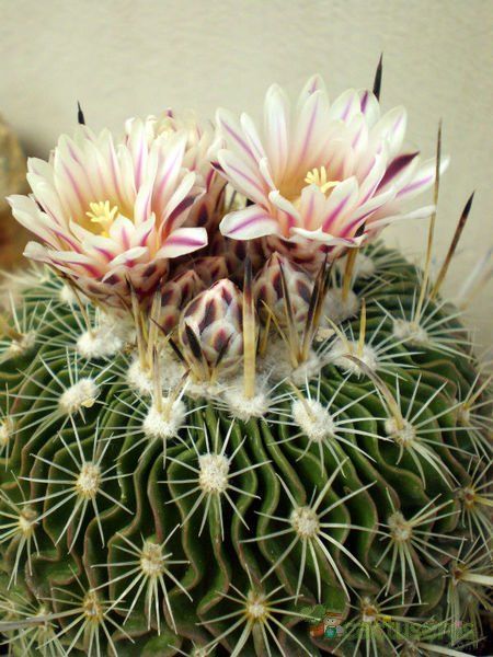 Una foto de Stenocactus crispatus