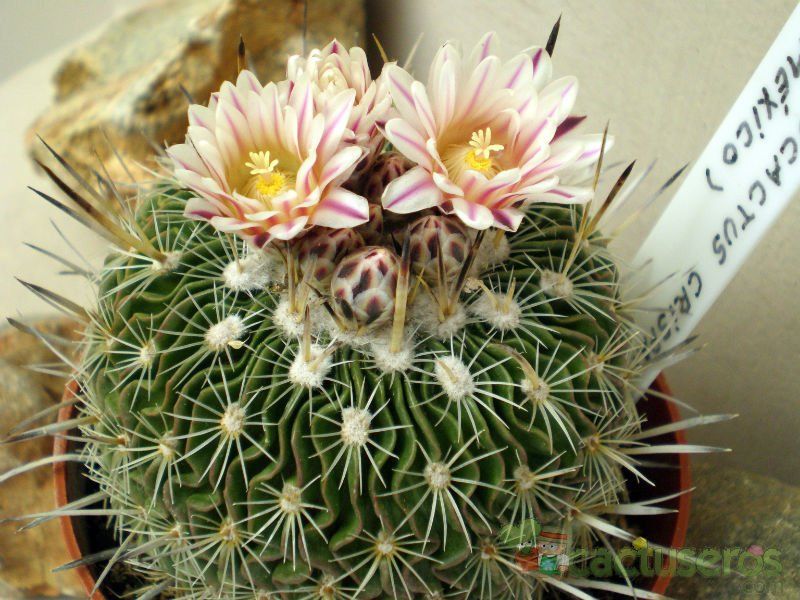 Una foto de Stenocactus crispatus
