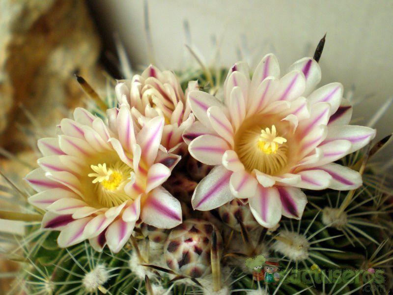Una foto de Stenocactus crispatus
