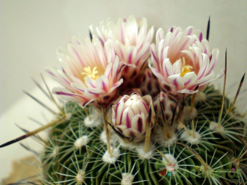 Una foto de Stenocactus crispatus