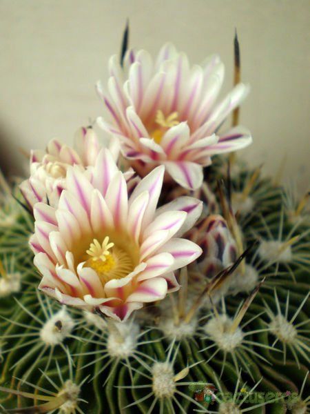 Una foto de Stenocactus crispatus