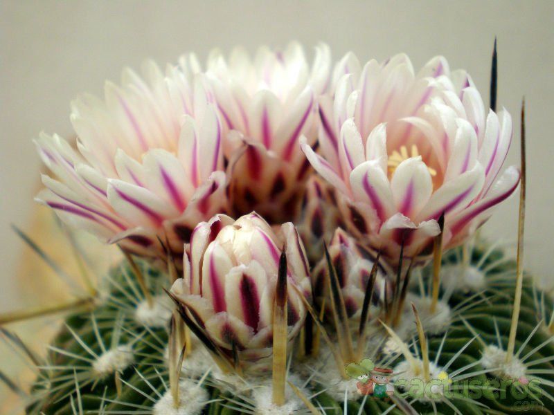 Una foto de Stenocactus crispatus