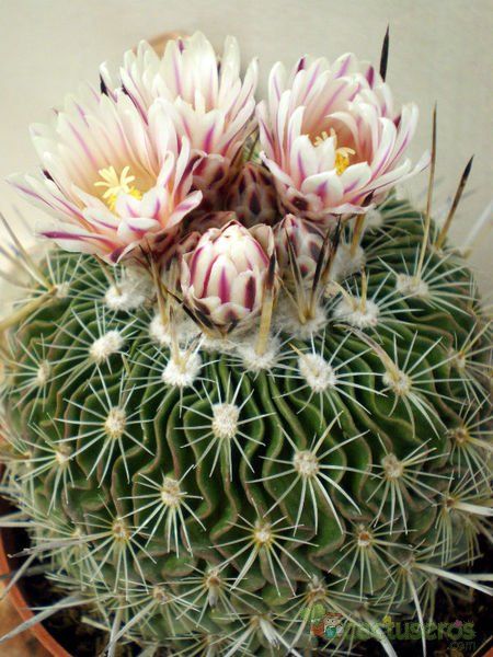 Una foto de Stenocactus crispatus