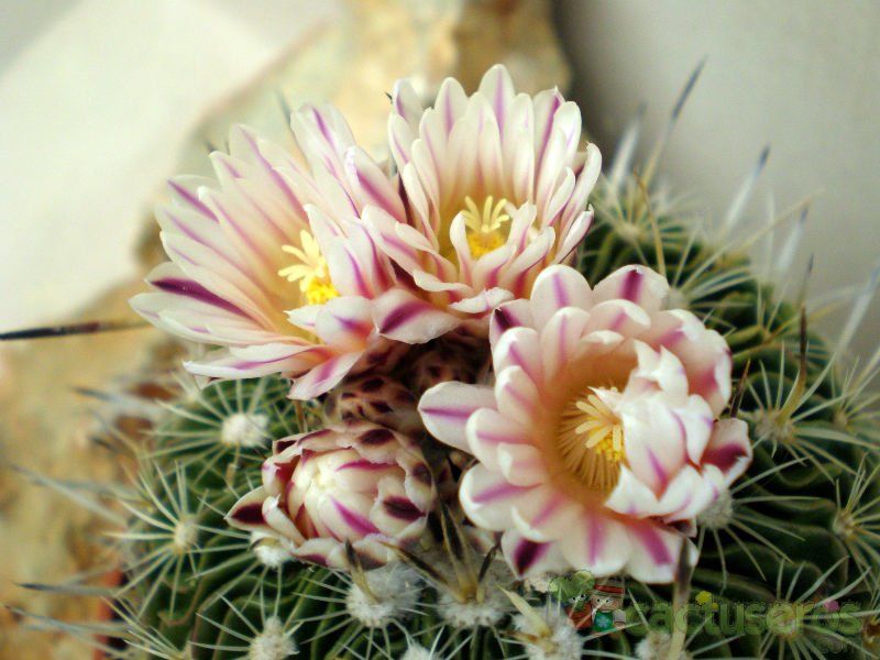 Una foto de Stenocactus crispatus