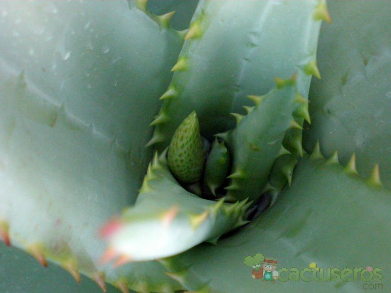 A photo of Aloe marlothii ssp. marlothii