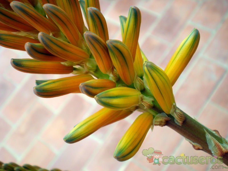 Una foto de Aloe marlothii ssp. marlothii