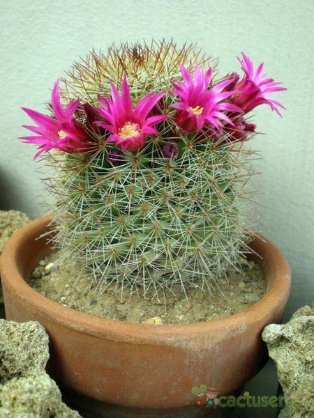 A photo of Mammillaria nunezii
