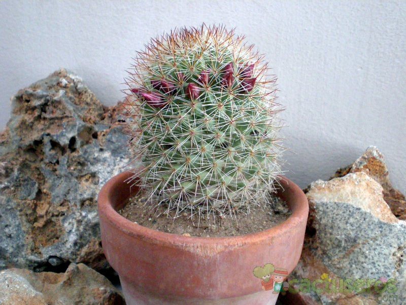 A photo of Mammillaria nunezii