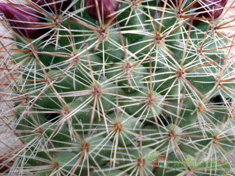 A photo of Mammillaria nunezii