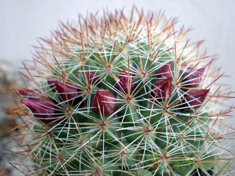 A photo of Mammillaria nunezii