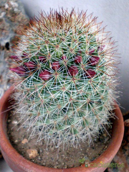 A photo of Mammillaria nunezii