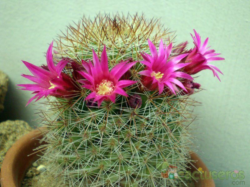 A photo of Mammillaria nunezii