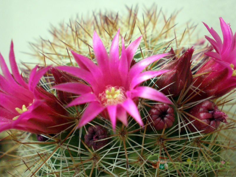 A photo of Mammillaria nunezii