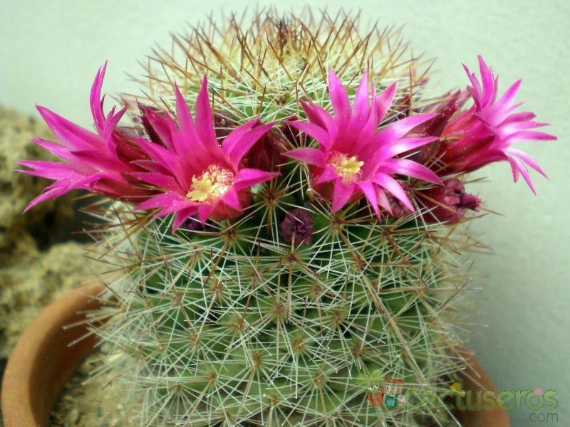 A photo of Mammillaria nunezii
