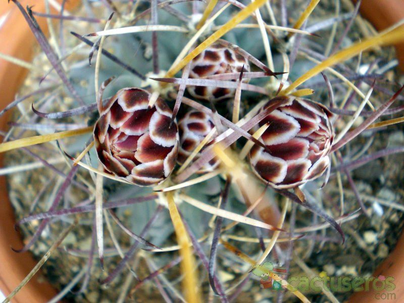 A photo of Sclerocactus uncinatus