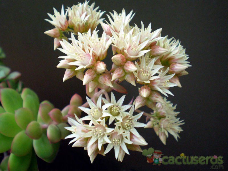 A photo of Aeonium haworthii cv kiwi