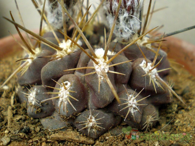 Una foto de Eriosyce heinrichiana
