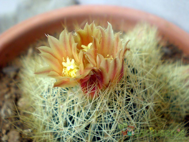 Una foto de Escobaria roseana