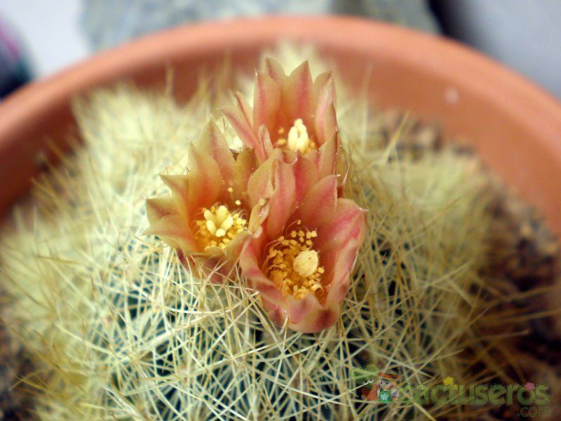 Una foto de Escobaria roseana