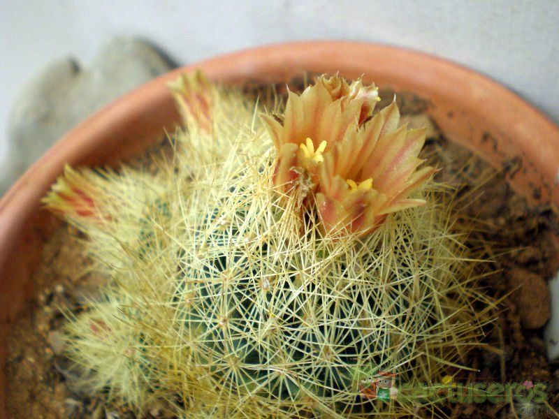 A photo of Escobaria roseana