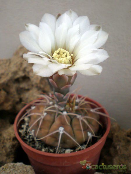 Una foto de Gymnocalycium bodenbenderianum