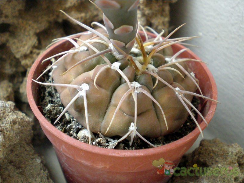 Una foto de Gymnocalycium bodenbenderianum