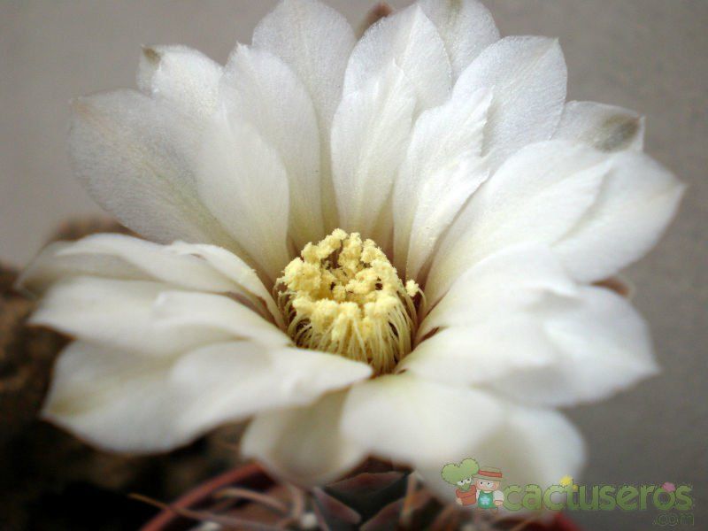 Una foto de Gymnocalycium bodenbenderianum