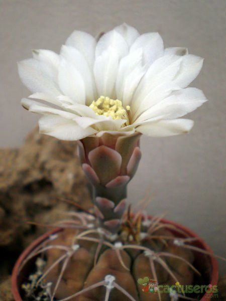 Una foto de Gymnocalycium bodenbenderianum