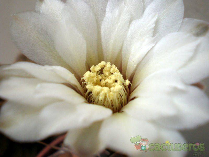 Una foto de Gymnocalycium bodenbenderianum