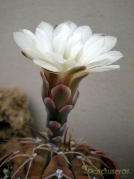 Una foto de Gymnocalycium bodenbenderianum