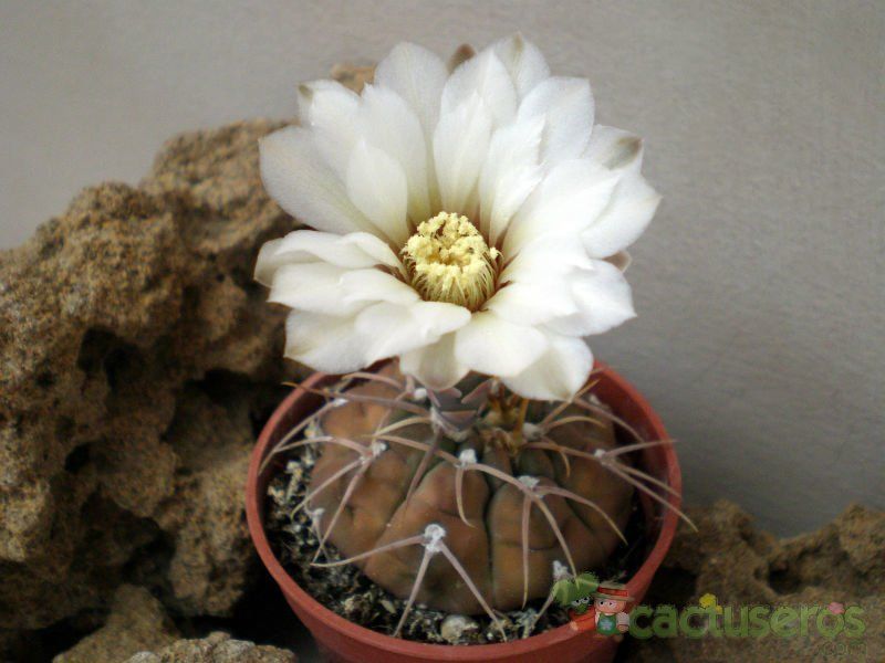 Una foto de Gymnocalycium bodenbenderianum