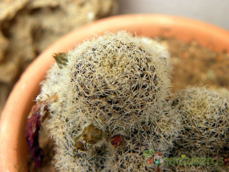 A photo of Rebutia albopectinata