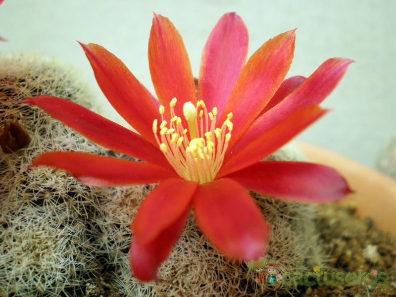 A photo of Rebutia albopectinata