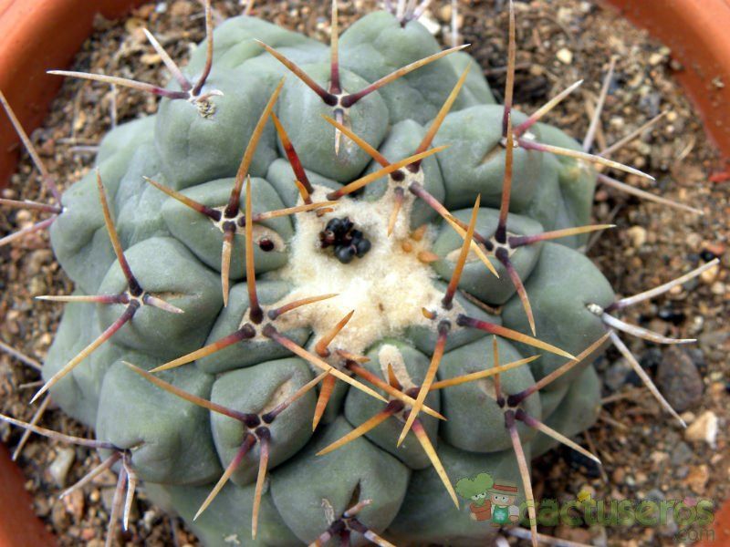Una foto de Thelocactus rinconensis ssp. phymatothele