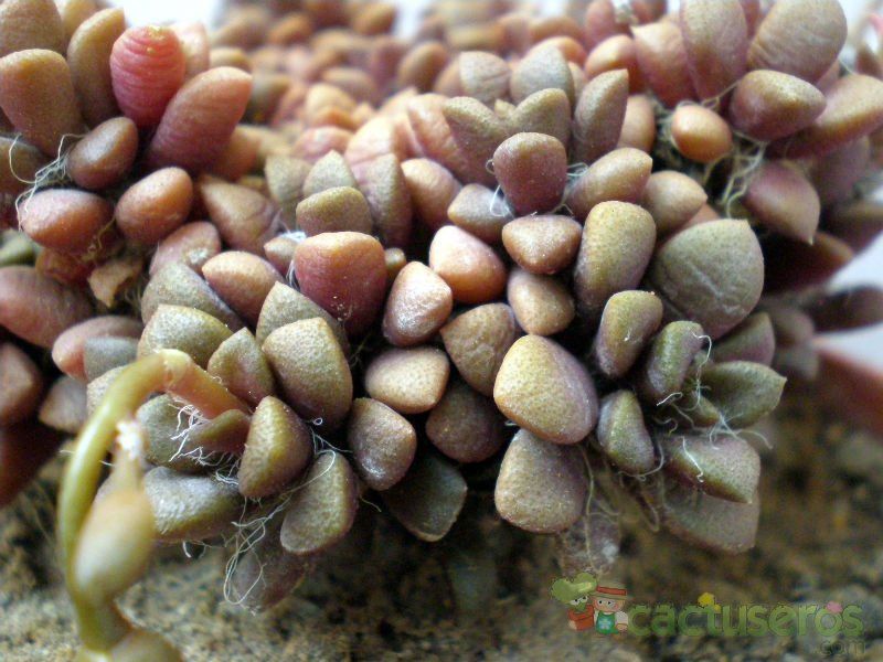 Una foto de Anacampseros subnuda ssp. lubbersii 