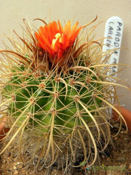 A photo of Parodia maasii