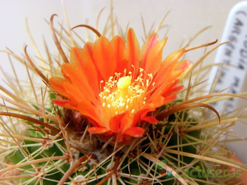 A photo of Parodia maasii