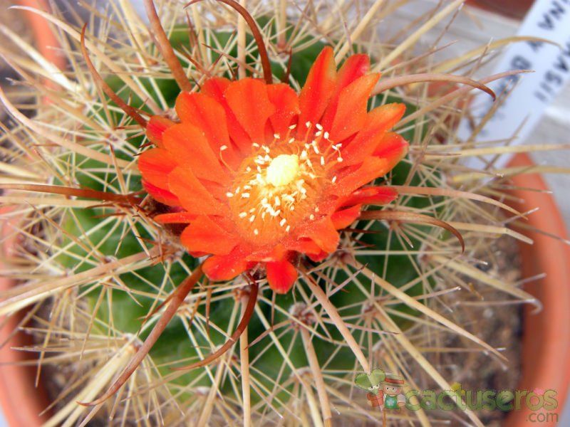 A photo of Parodia maasii