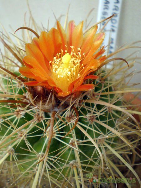 A photo of Parodia maasii