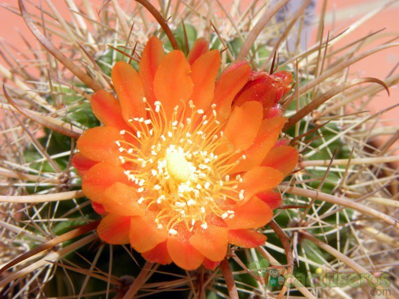 A photo of Parodia maasii
