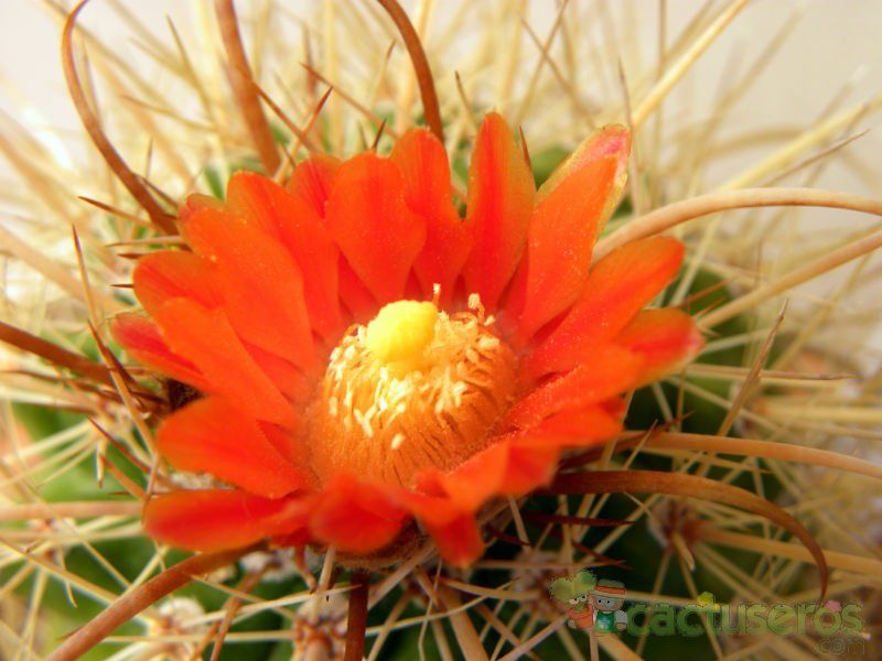 A photo of Parodia maasii