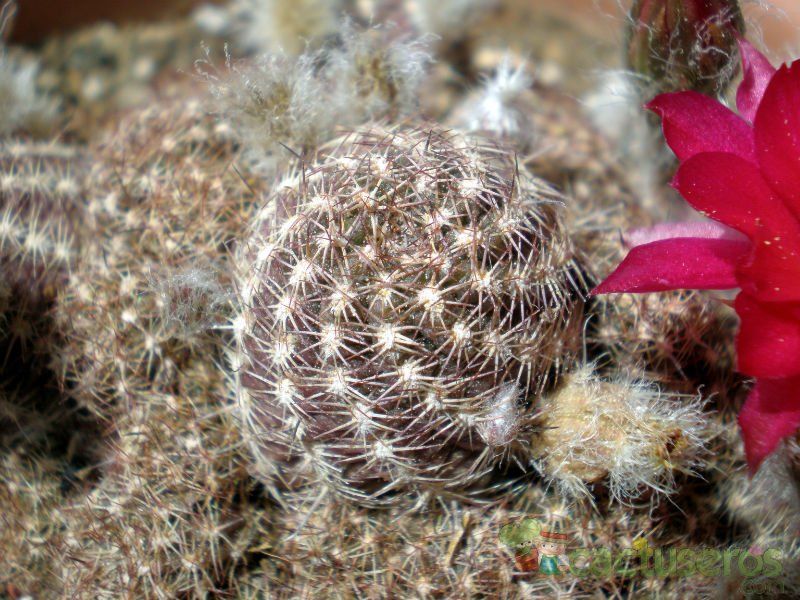 Una foto de Chamaelobivia cv. violet