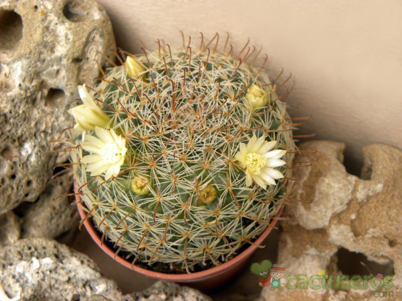 A photo of Mammillaria nana