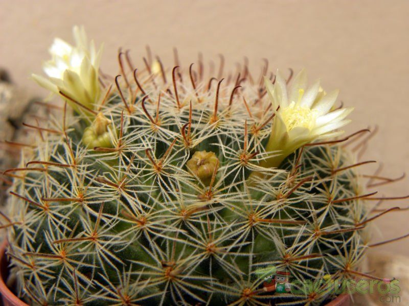 A photo of Mammillaria nana